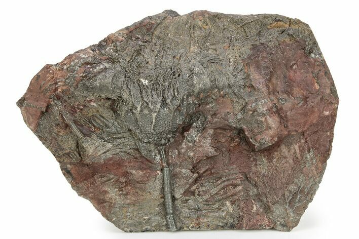 Silurian Fossil Crinoid (Scyphocrinites) Plate - Morocco #255687